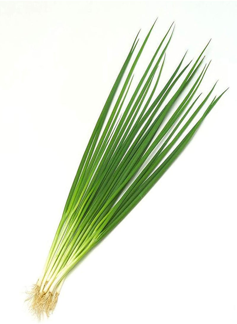 GGOOT - 150Pcs/Bag Chive Seeds Natural DIY High Yield Vegetable Planting Chives Seeds for Household - Green Onion Seeds - Image 1