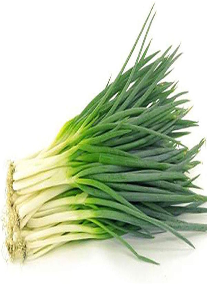 GGOOT - 150Pcs/Bag Chive Seeds Natural DIY High Yield Vegetable Planting Chives Seeds for Household - Green Onion Seeds - Image 1
