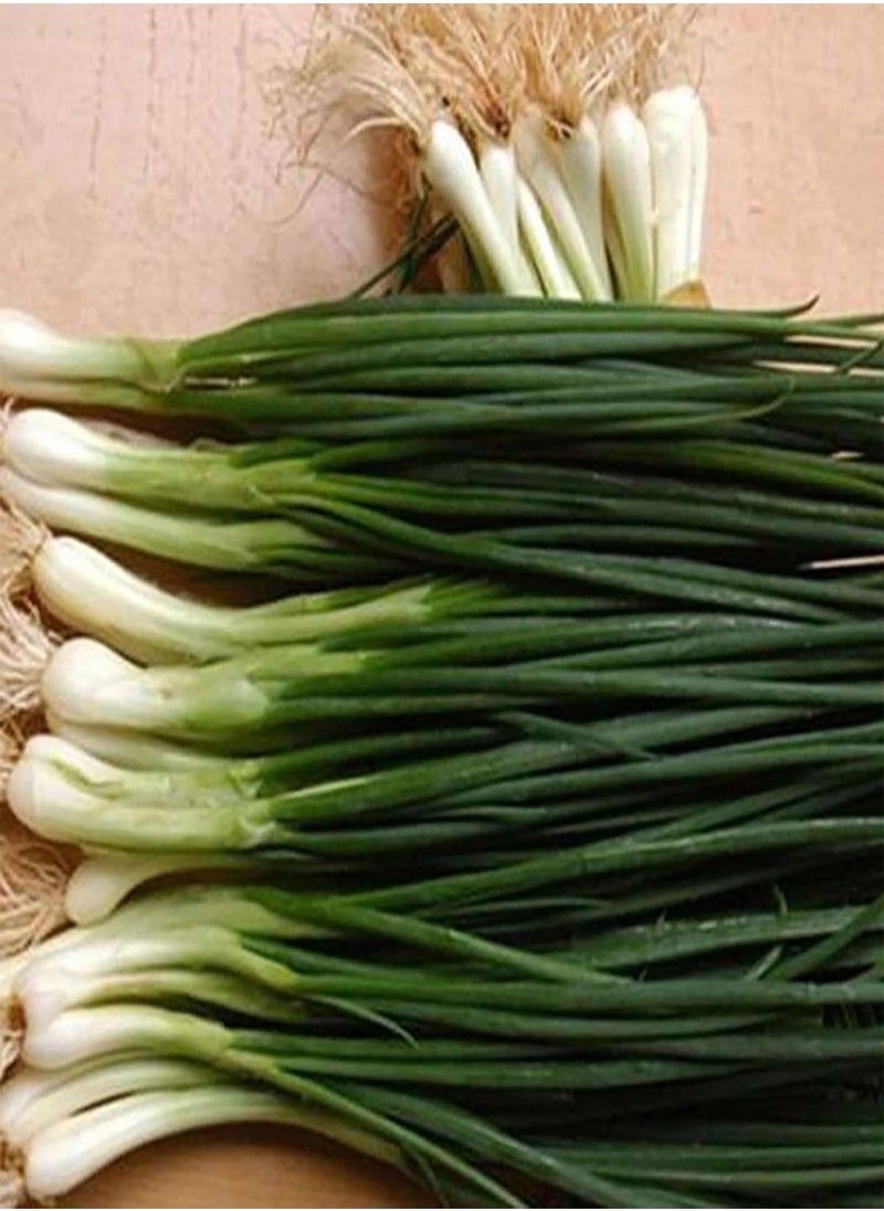 GGOOT - 150Pcs/Bag Chive Seeds Natural DIY High Yield Vegetable Planting Chives Seeds for Household - Green Onion Seeds - Image 1