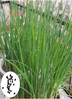 150Pcs/Bag Chive Seeds Natural DIY High Yield Vegetable Planting Chives Seeds for Household - Green Onion Seeds
