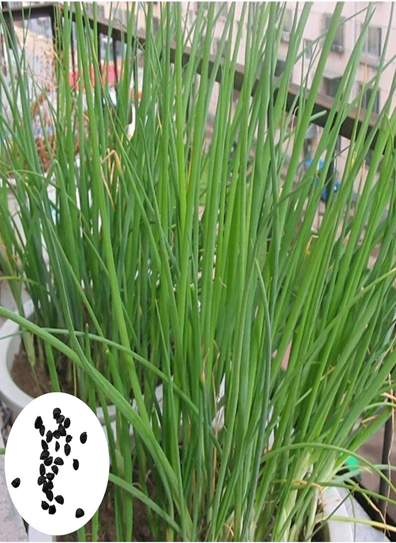 GGOOT - 150Pcs/Bag Chive Seeds Natural DIY High Yield Vegetable Planting Chives Seeds for Household - Green Onion Seeds - Image 1