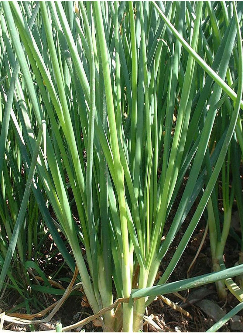 GGOOT - 150Pcs/Bag Chive Seeds Natural DIY High Yield Vegetable Planting Chives Seeds for Household - Green Onion Seeds - Image 1