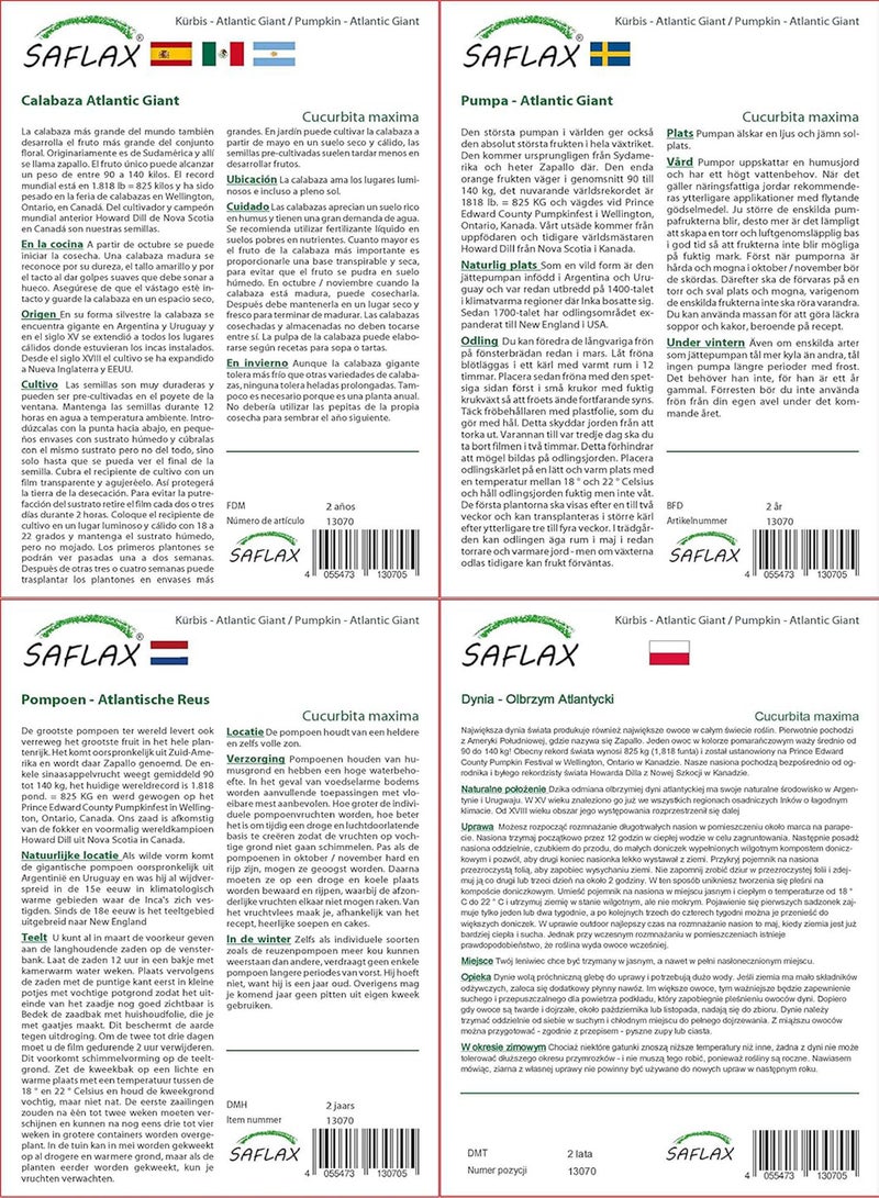 GGOOT Pumpkin - Atlantic Giant - 7 Seeds - Cucurbita Maxima - Image 4