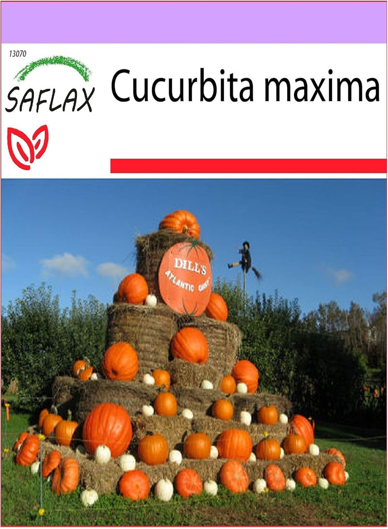 GGOOT Pumpkin - Atlantic Giant - 7 Seeds - Cucurbita Maxima - Image 1