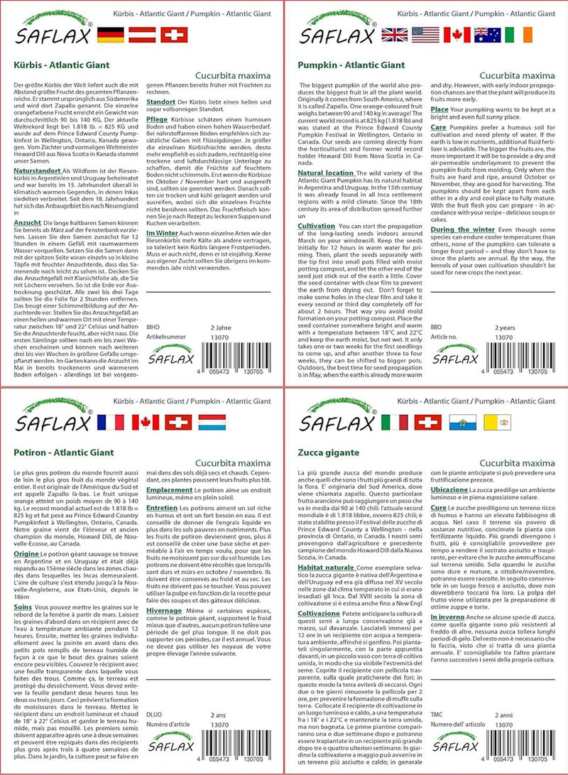 GGOOT Pumpkin - Atlantic Giant - 7 Seeds - Cucurbita Maxima - Image 3