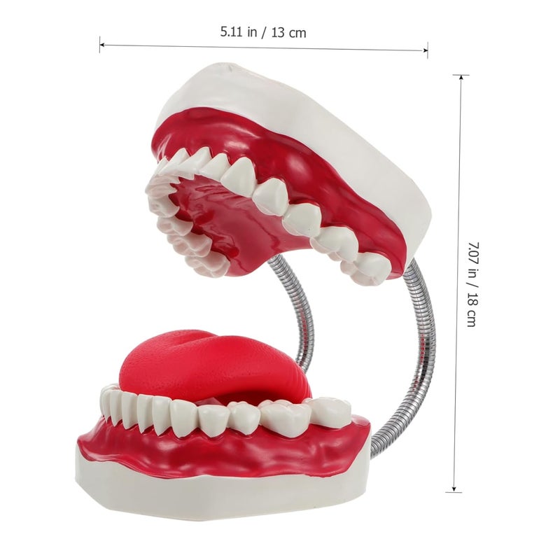 Dental Typodont Model For Teaching Student Practice Oral Hygiene Education - Image 3