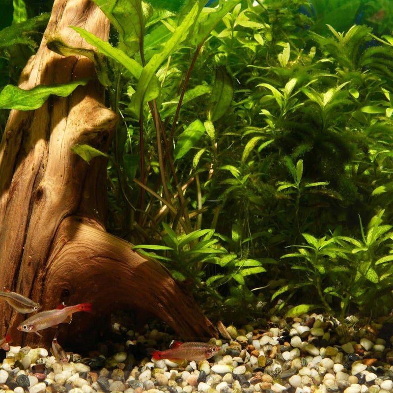 VICASKY Aquarium Fish Tank Cave and Shrimp Hideout Ceramic Breeding Shelter Tree Stump Design for Betta and Gecko Hiding in Fish Tank Decorations - Image 5