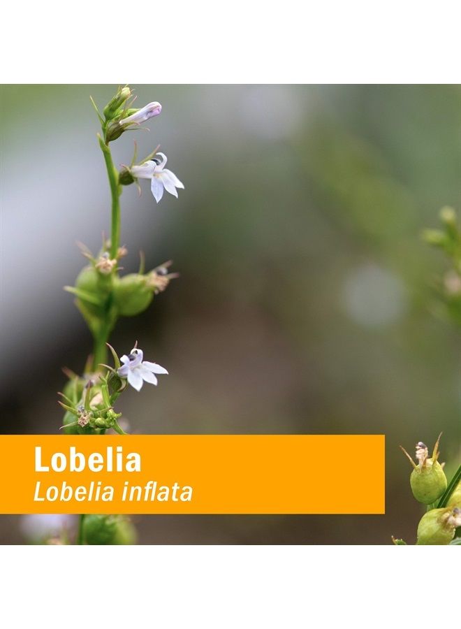 HERB PHARM Certified Organic Lobelia Liquid Extract for Musculoskeletal System Support - 1 Ounce (DLOBEL01) - Image 2