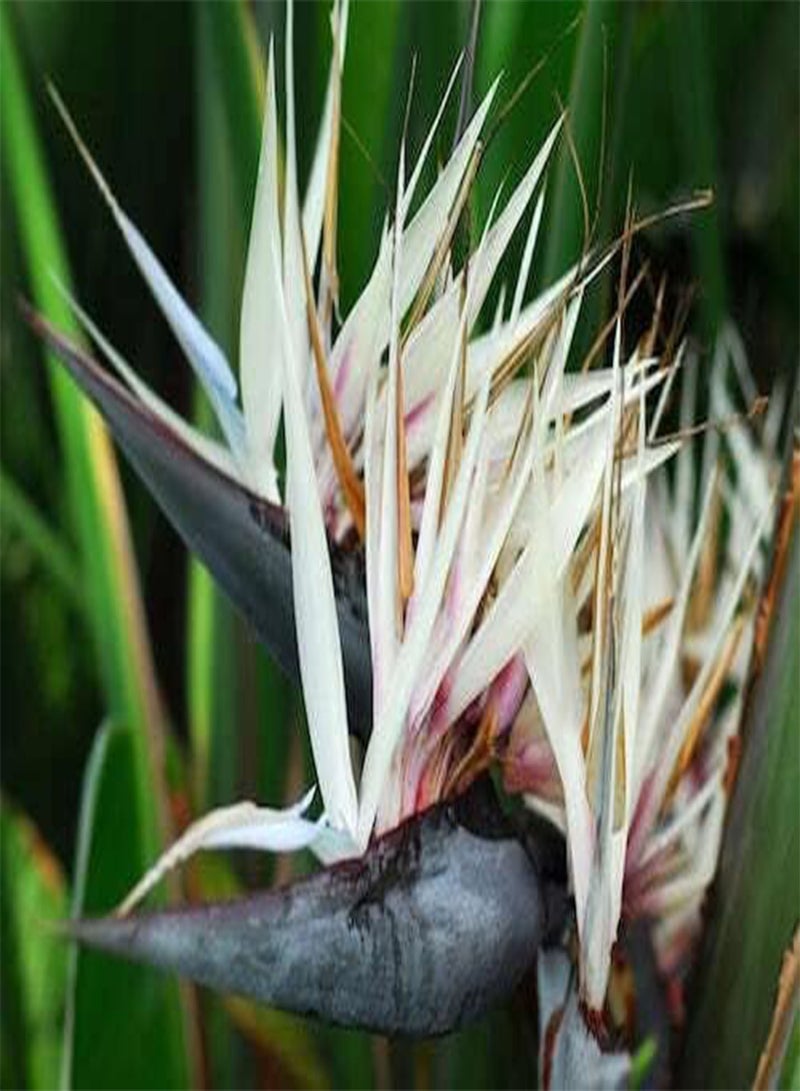 جي جوت 10 بذور لنبات ستريليتزيا نيكولاي الأبيض من طيور الجنة للزراعة الداخلية - Image 2