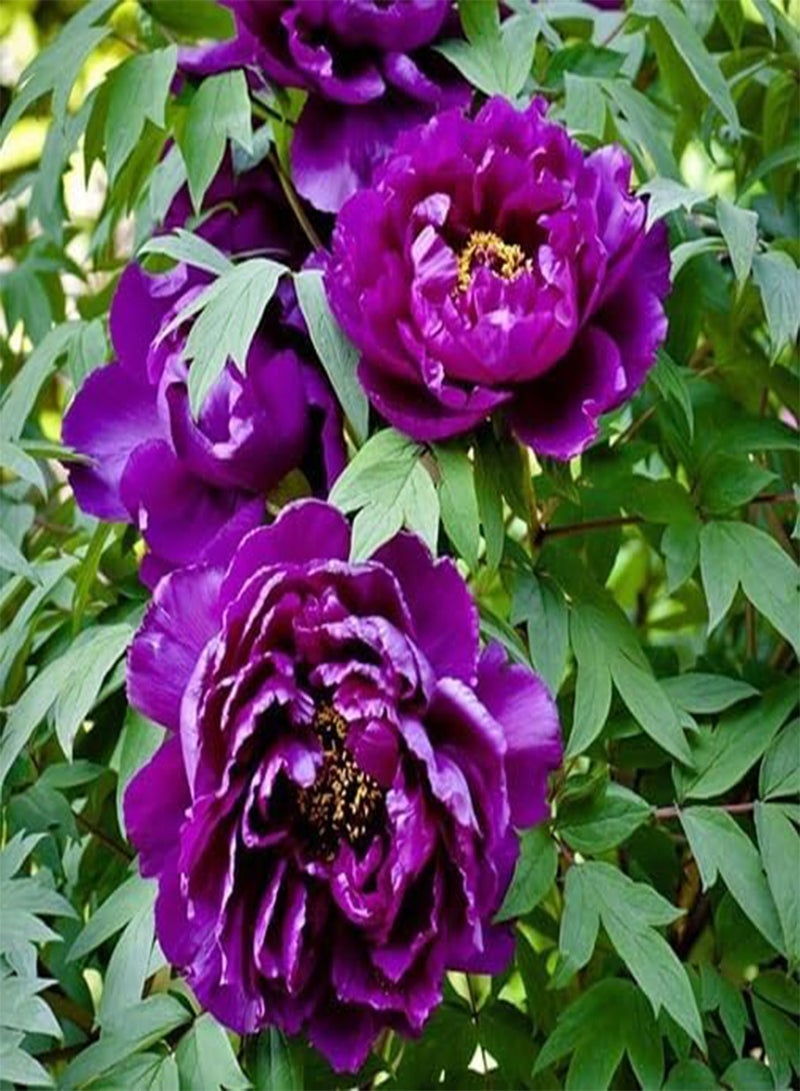 GGOOT 10pieces Purple Peony Flower Seeds - Image 1