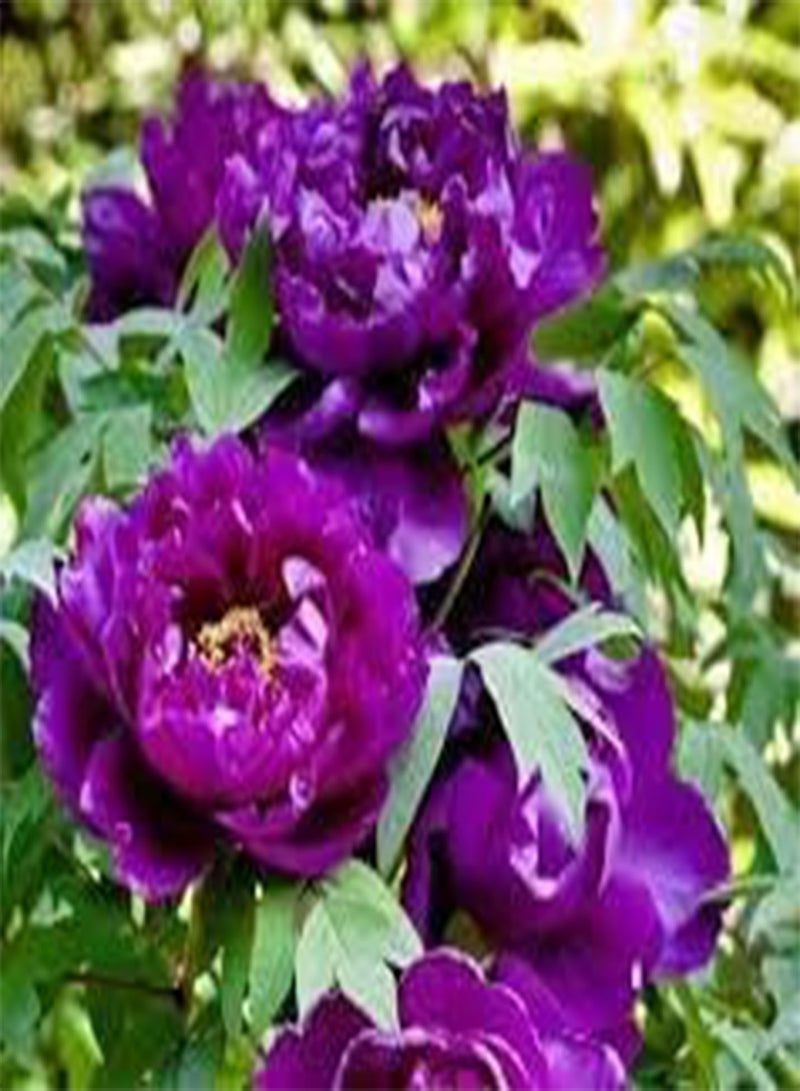 GGOOT 10pieces Purple Peony Flower Seeds - Image 2