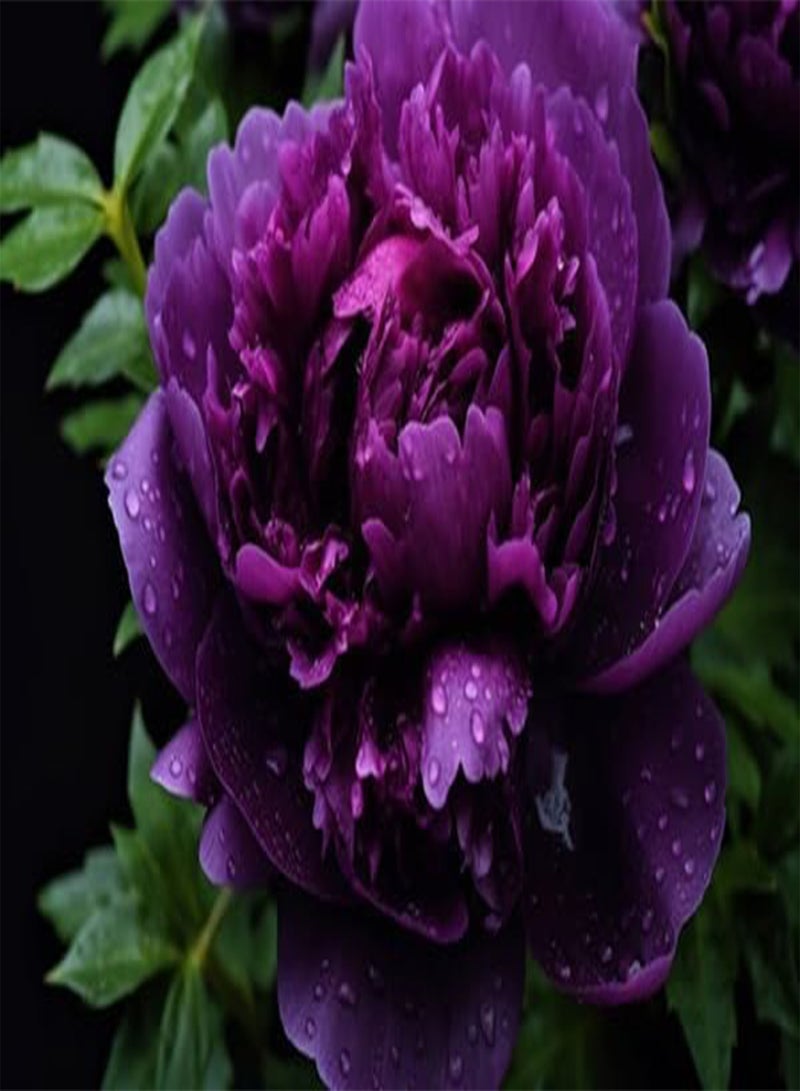 GGOOT 10pieces Purple Peony Flower Seeds - Image 3
