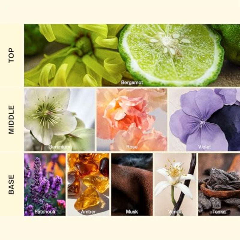 عبوة زيت عطر العنبر الملكي لموزع الروائح العطرية إنسو 100 مل، رائحة مميزة مع البرغموت والورد والتونكا، مزيج رائع من الأزهار والعنبر والأخشاب المخملية للمنزل الراقي - Image 2