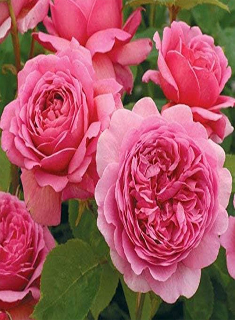 GGOOT seeds Fresh 100pcs Rose Flower Seeds for Planting Baby Pink