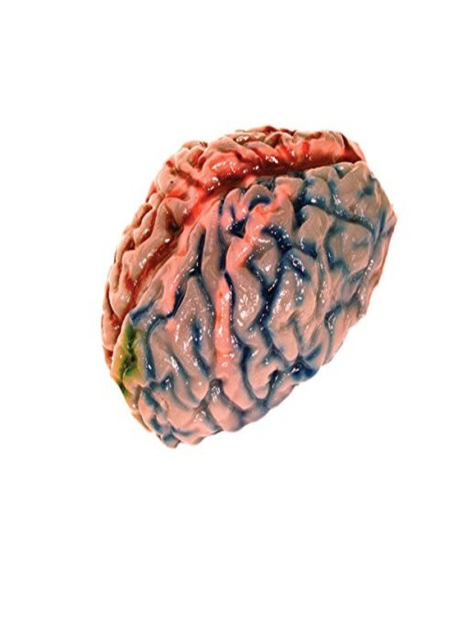 Scientific Explorer Disgusting Anatomy Brain, Multi Color - Image 4