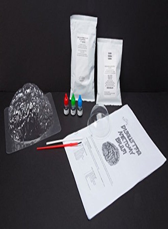 Scientific Explorer Disgusting Anatomy Brain, Multi Color - Image 3