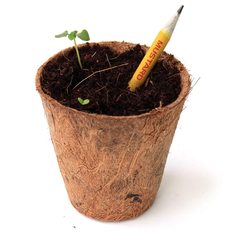 Bio-Q Box of 50 Plantable Pencils With Seeds| Eco Friendly Stationary | Recycled Paper Bulk Packaging | Grow Plants From Pencils - Image 4