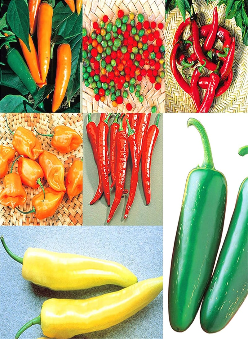 جي جوت بذور الفلفل الحار مزروعة في المملكة المتحدة/بذور عضوية عالية الجودة/عشبة معمرة/قيمة إنتاجية متوقعة عالية/بذور حديقة تراثية - 200 بذرة - Image 1