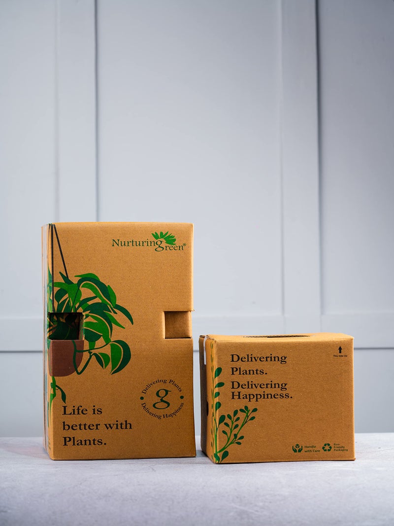 Nurturing Green® Set of 2 Contemporary Charcoal Grey Ceramic Pots (Plants Not Included) for Home, Indoor Décor & Gifting (Size: 4.25 Wide | Comes with Bottom Plates) - Image 5