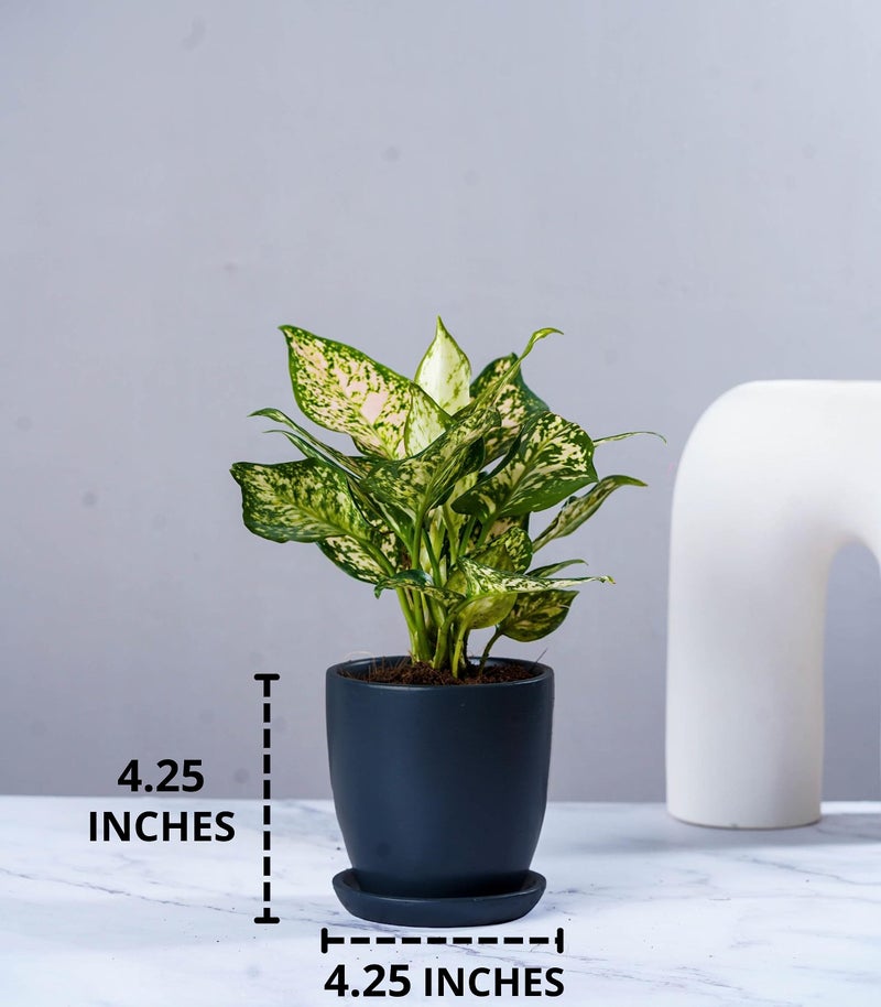 Nurturing Green® Set of 2 Contemporary Charcoal Grey Ceramic Pots (Plants Not Included) for Home, Indoor Décor & Gifting (Size: 4.25 Wide | Comes with Bottom Plates) - Image 3