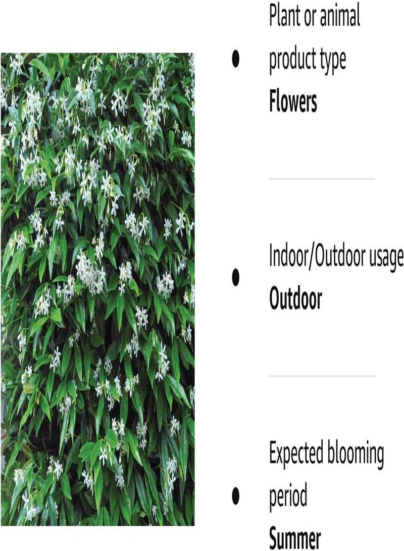 GGOOT Star Jasmine Evergreen Climbing Garden Plant for Trellis, Fences and Obelisks Baring Fragrant White Summer Flowers, 1 x Trachelospermum Jasminoides in a 2L Pot by seeds - Image 2