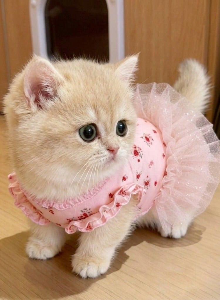 A.M Summer cat dress, small dog, golden shaded Ragdoll cat, floral print, thin mesh tulle ballet dress - Image 1