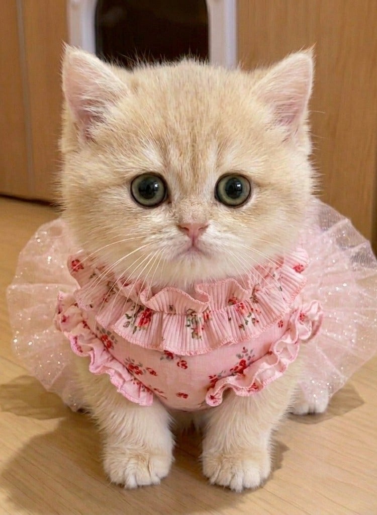 A.M Summer cat dress, small dog, golden shaded Ragdoll cat, floral print, thin mesh tulle ballet dress - Image 2