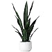 Beebel Artificial Snake Plant 22 Inch Fake Sansevieria Fake Agave Potted Plants Plastic Greenery for Home Garden Office - Image 2