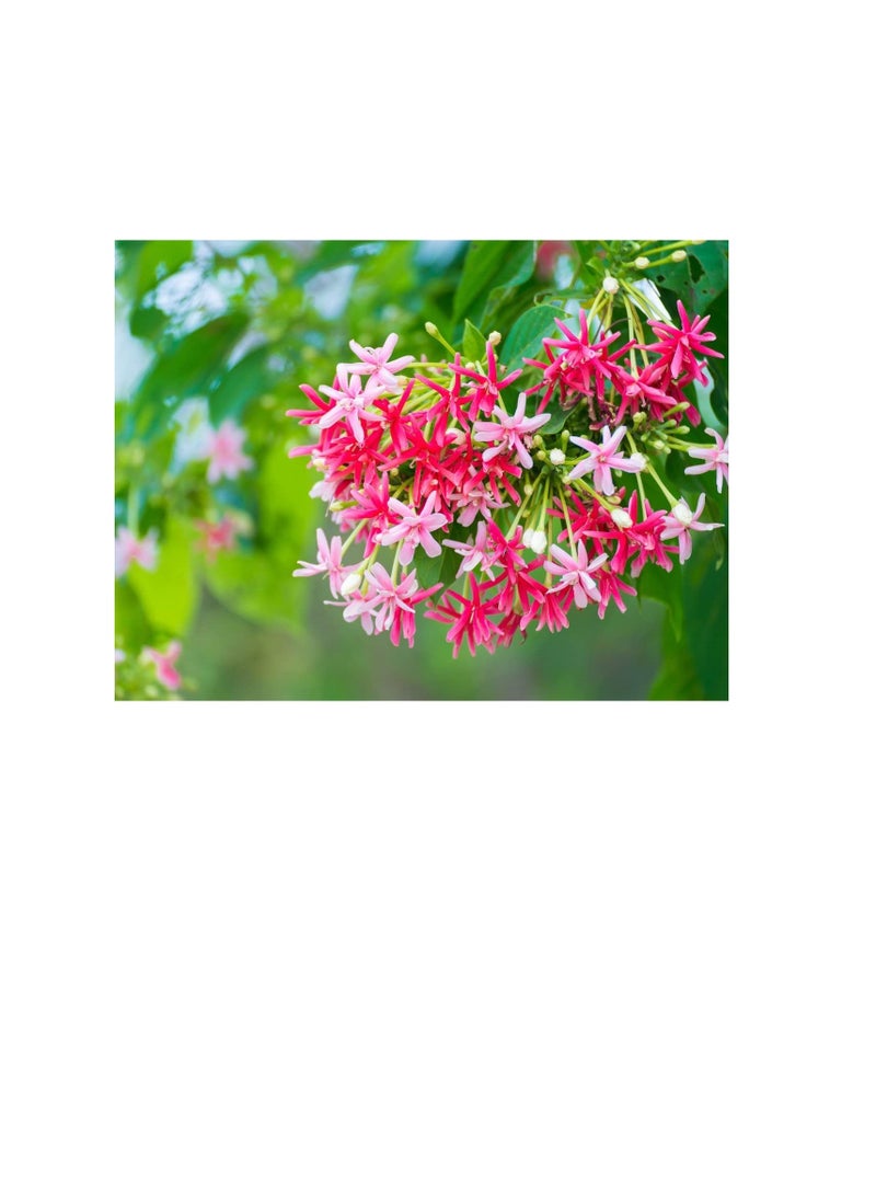 ساكسيس الأسمدة الشعبية NPK - Image 2