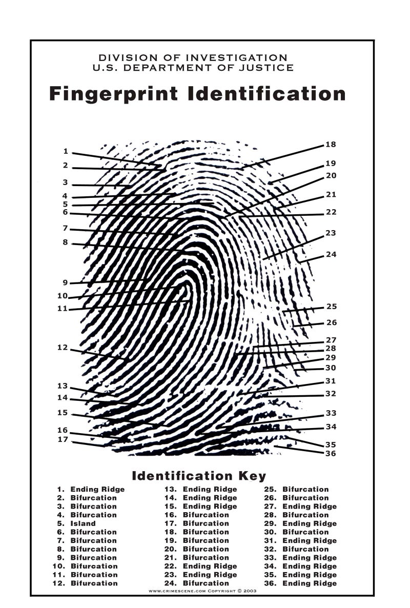 Crime Scene Fingerprint Chart, Poster Size 24" by 36" - Image 1