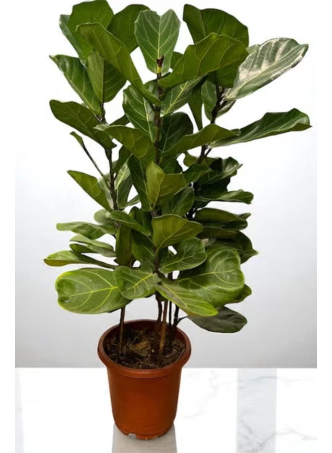 Spectrum 360 Fiddle Leaf Fig Plant Live Indoor Plant with Glossy Green Leaves Decorative Houseplant for Home & Office Décor  Easy Care Air Purifying Plant Modern Indoor Greenery - Image 1