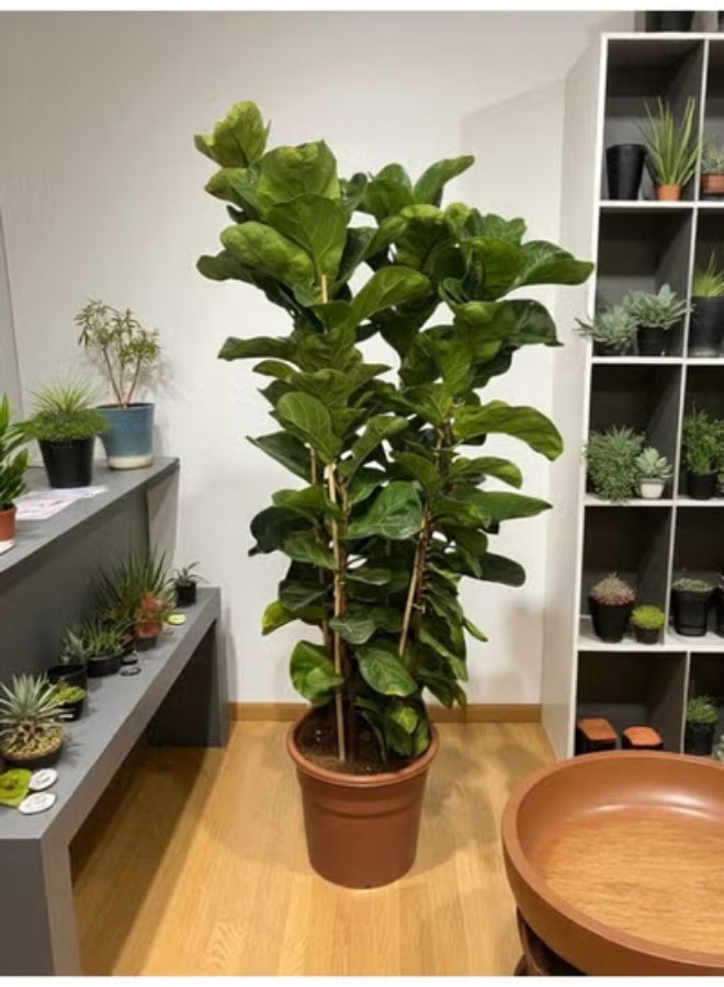 Spectrum 360 Fiddle Leaf Fig Plant Live Indoor Plant with Glossy Green Leaves Decorative Houseplant for Home & Office Décor  Easy Care Air Purifying Plant Modern Indoor Greenery - Image 2