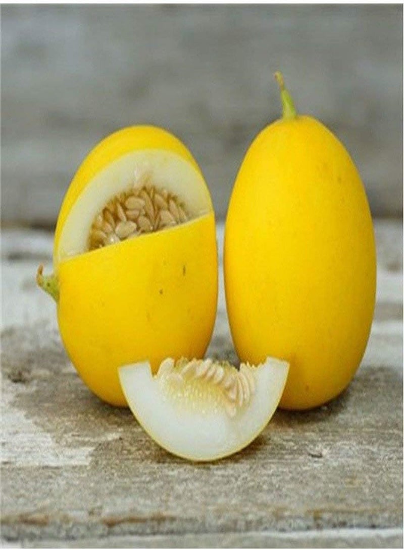 Vine Peach Melon Seeds (40 Seed Pack)