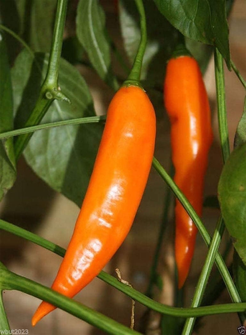 GGOOT 100 Seeds Aji Amarillo Chile Seeds Aji Rojo, Use Fresh,Roasted,Dried,Sauces,Powder - Image 1