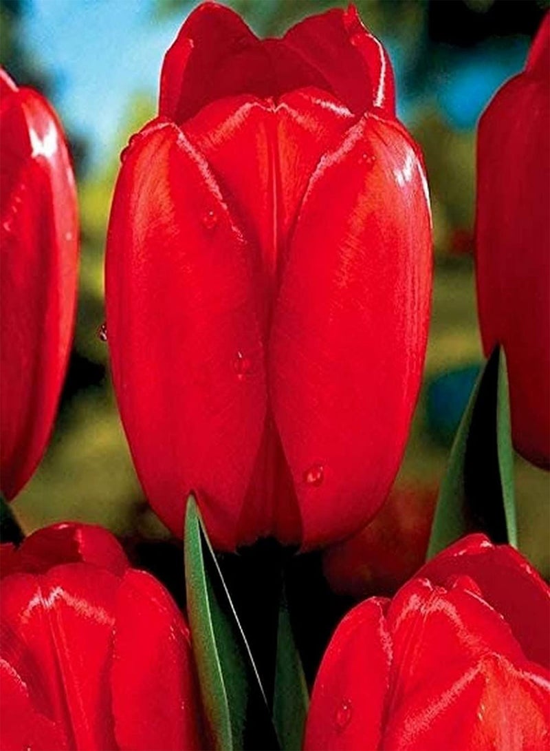جي جوت 10 قطع Rosenrote Tulpenzwiebeln Heirloom Blumenzwiebeln Schöne blühende Tulpen Pflanzung Zierwert mehrjährige krautige Blumen - Image 1