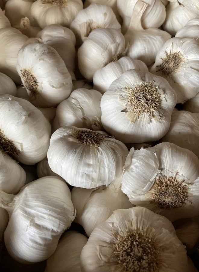 PILESTONE Garlic Seed Bulbs, Large Cloves, Cold Hardy, Bold Flavor (5) - Image 1