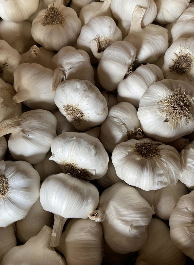 PILESTONE Garlic Seed Bulbs, Large Cloves, Cold Hardy, Bold Flavor (5) - Image 2