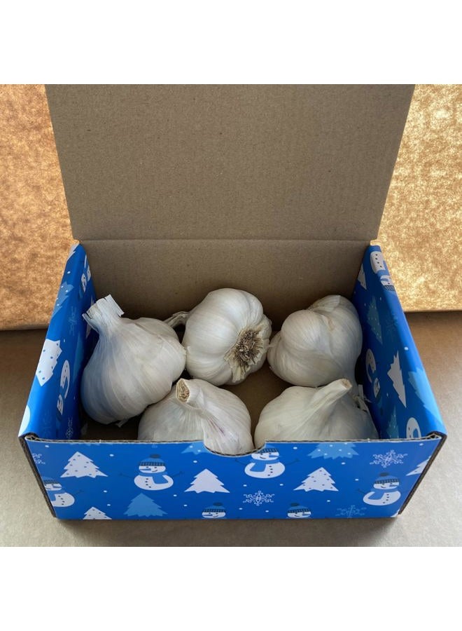 PILESTONE Garlic Seed Bulbs, Large Cloves, Cold Hardy, Bold Flavor (5) - Image 3
