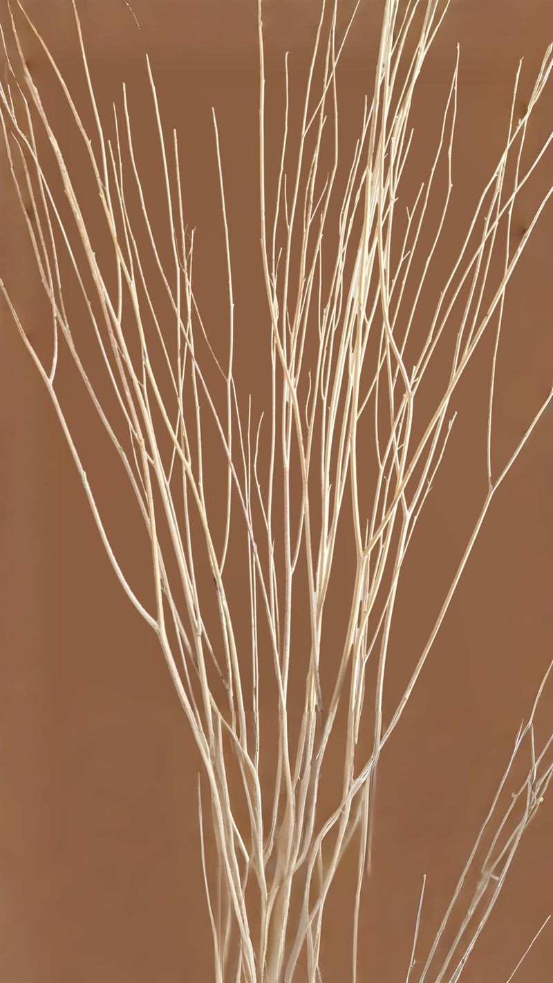 RUKDA 70cm Long Real Dried White Curly Willow Branches – Elegant Natural Stems for Vases, Home & Office Décor, Weddings, Events, and DIY Crafts (5 Stem) - Image 5