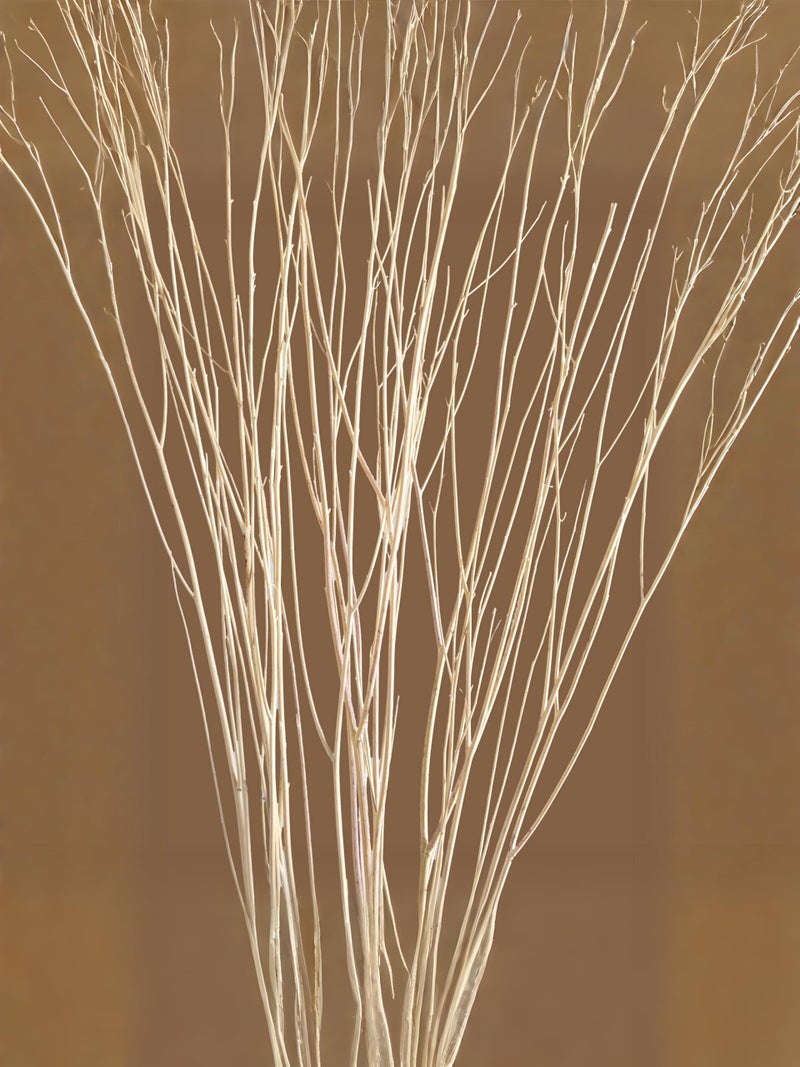 RUKDA 70cm Long Real Dried White Curly Willow Branches – Elegant Natural Stems for Vases, Home & Office Décor, Weddings, Events, and DIY Crafts (5 Stem) - Image 3