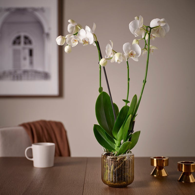 GRADVIS Clear Glass Plant Pot, Indoor/Outdoor, Light Brown, 9 cm - Image 3