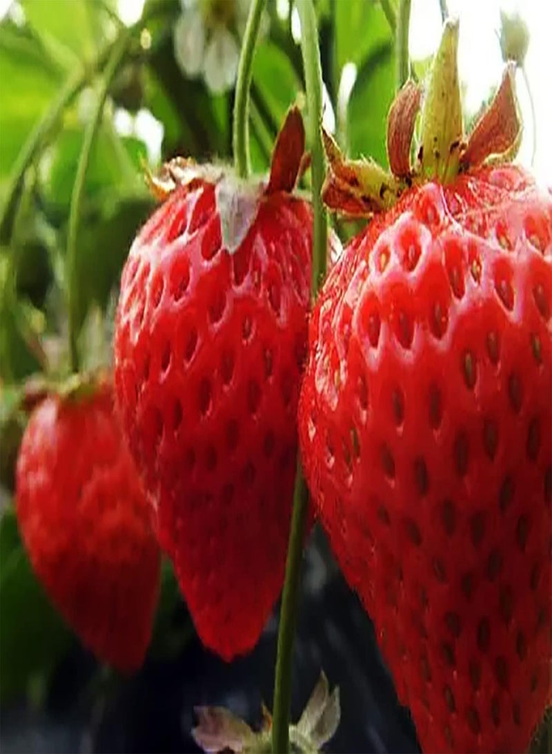 جي جوت 100 قطعة Rode Aardbei Zaden voor Outdoor Tuin Planten Vruchten Gemakkelijk te Kweken Overlopend Aroma ALS Siergewassen Zoete Geur Verfrissend Gemakkelijk te Kweken - Image 1