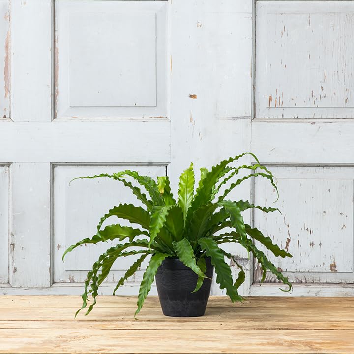 Root & Vessel Dolce Round Planter, Black, 6" - Image 3