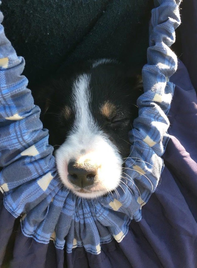 OrgMemory Pet Sling Carrier, OrgMemory Adjustable Bag, Small Dog Cat Outdoor Shoulder Carrier Most Suitable: 3-8 lbs (Blue Plaid) - Image 5