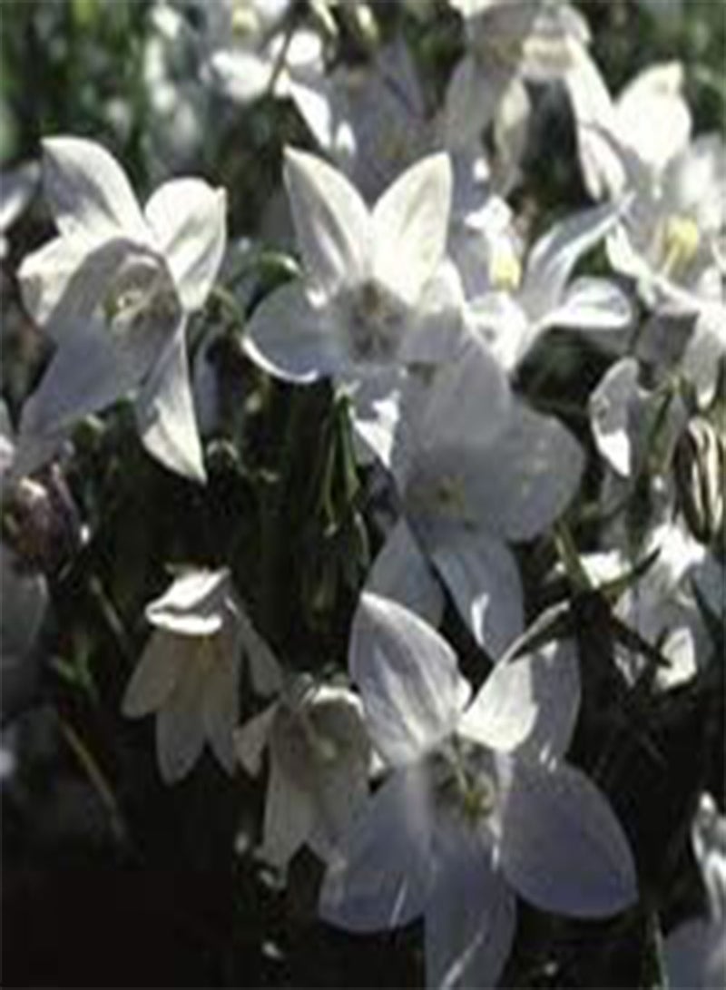 GGOOT Wahlenbergia 'Snow cap' Seeds
