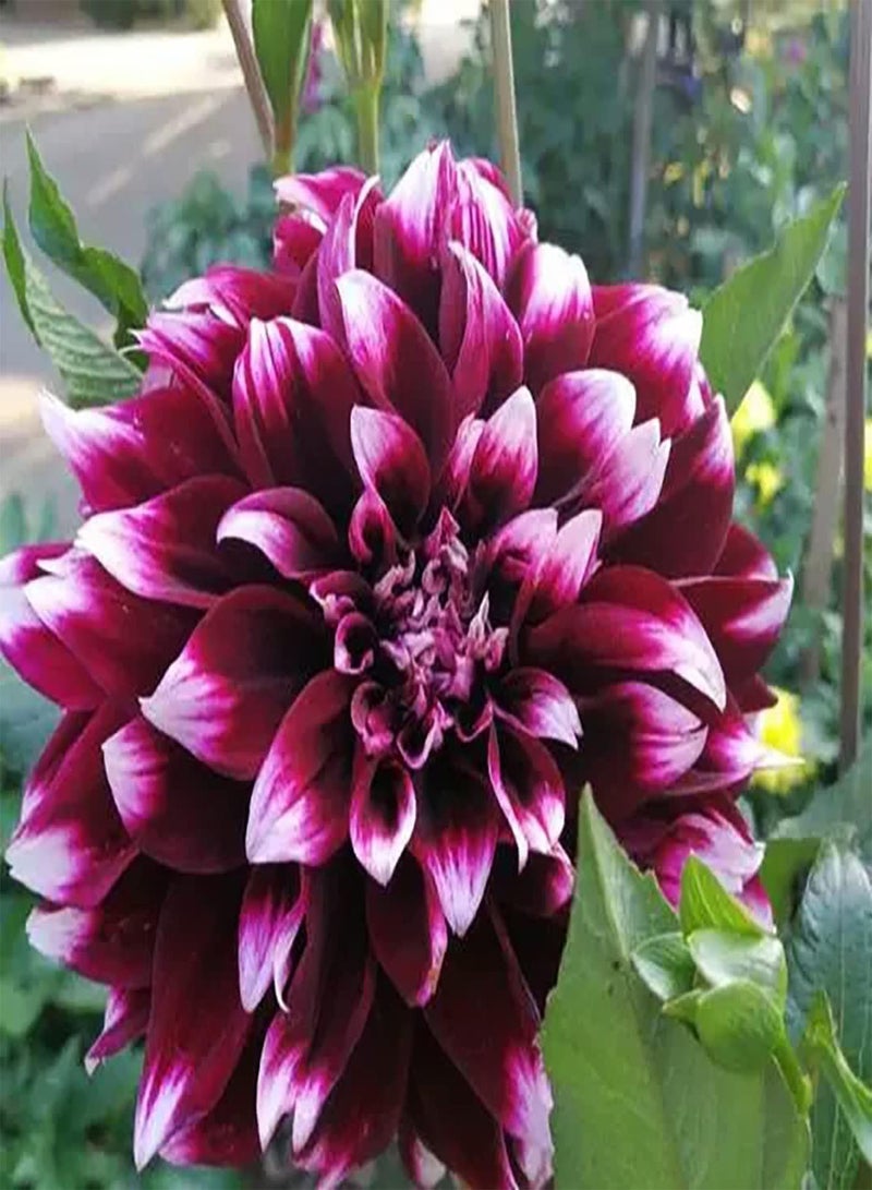 GGOOT 100pcs Purple Dahlia seeds Perennial Suitable Beginners Simple Starter Outdoor Home Planting Bouquet Decoration Low Maintenance Natural Growth - Image 2