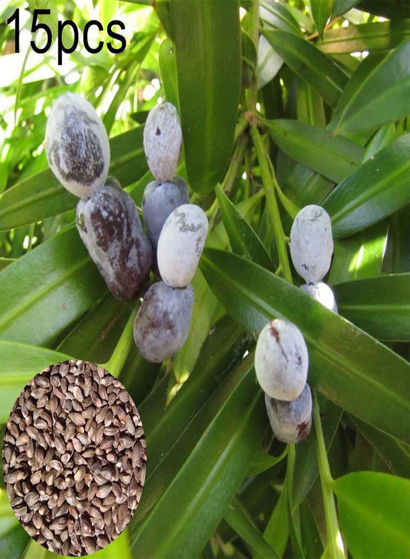 GGOOT seeds Green Garden Flower Plants 15Pcs Brown Pine Seeds Tree Bush Fruit Plant Easy Grow Garden Yard Farm Decor   Brown Pine Seeds - Image 1