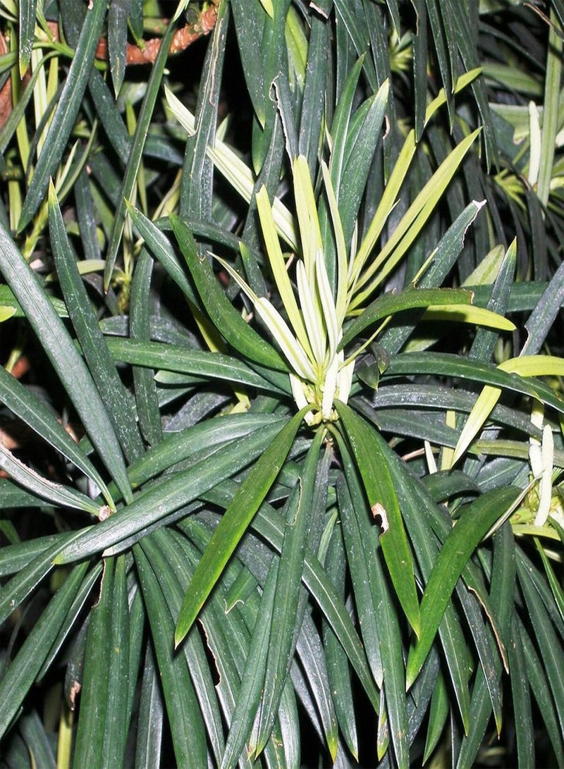 GGOOT seeds Green Garden Flower Plants 15Pcs Brown Pine Seeds Tree Bush Fruit Plant Easy Grow Garden Yard Farm Decor   Brown Pine Seeds - Image 3