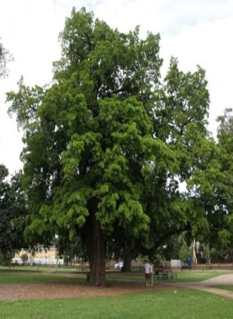 GGOOT seeds Green Garden Flower Plants 15Pcs Brown Pine Seeds Tree Bush Fruit Plant Easy Grow Garden Yard Farm Decor   Brown Pine Seeds - Image 4