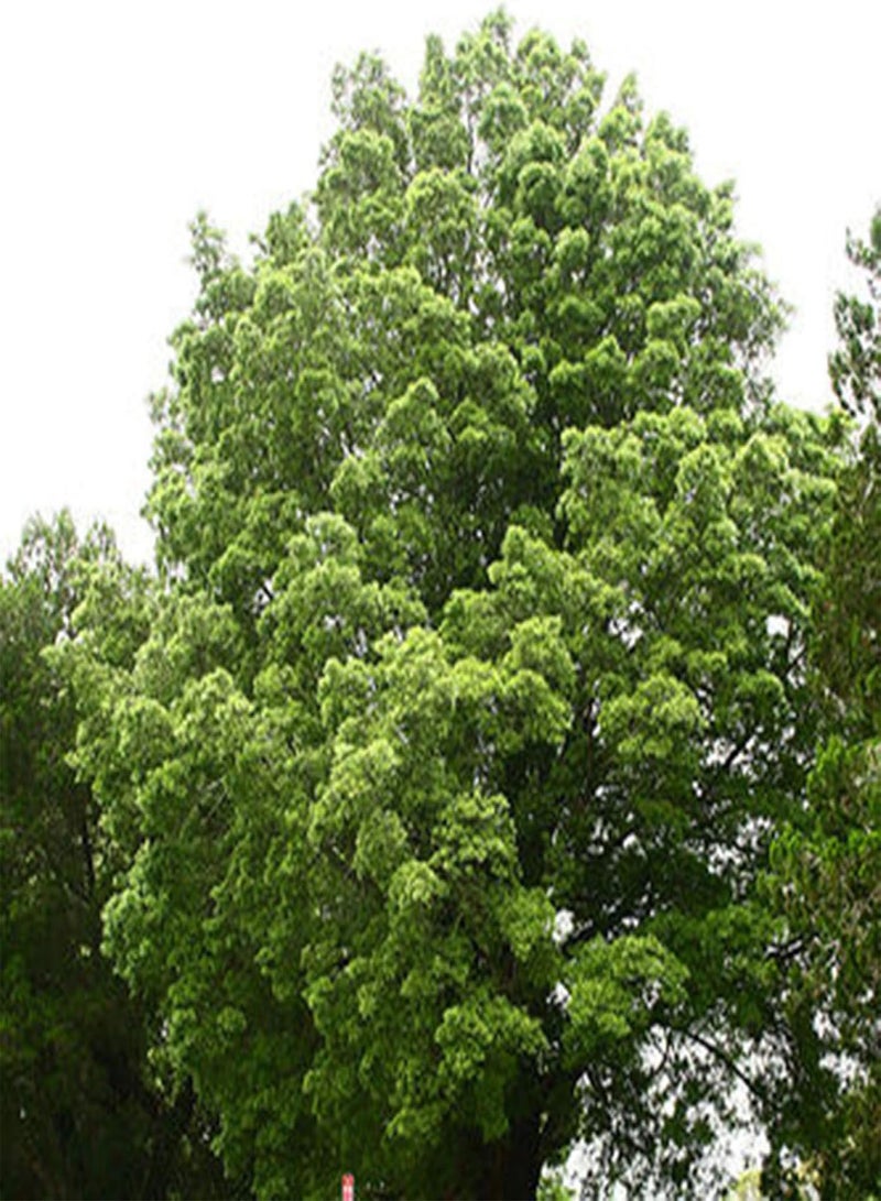 GGOOT seeds Green Garden Flower Plants 15Pcs Brown Pine Seeds Tree Bush Fruit Plant Easy Grow Garden Yard Farm Decor   Brown Pine Seeds - Image 5